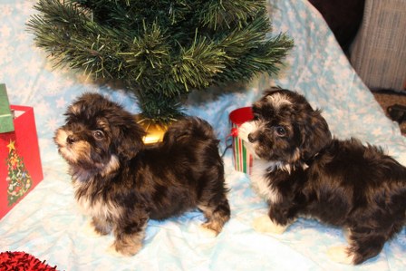 havanese-puppies